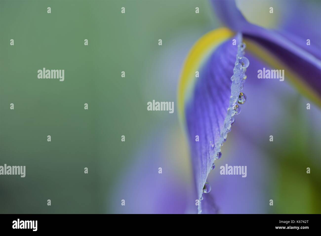 Nahaufnahme Makro Blume fotografie Bild mit violett blau Farbe Iris mit Regen fällt auf die Blütenblätter und grünen Garten blur Hintergrund und Kopie Raum Stockfoto