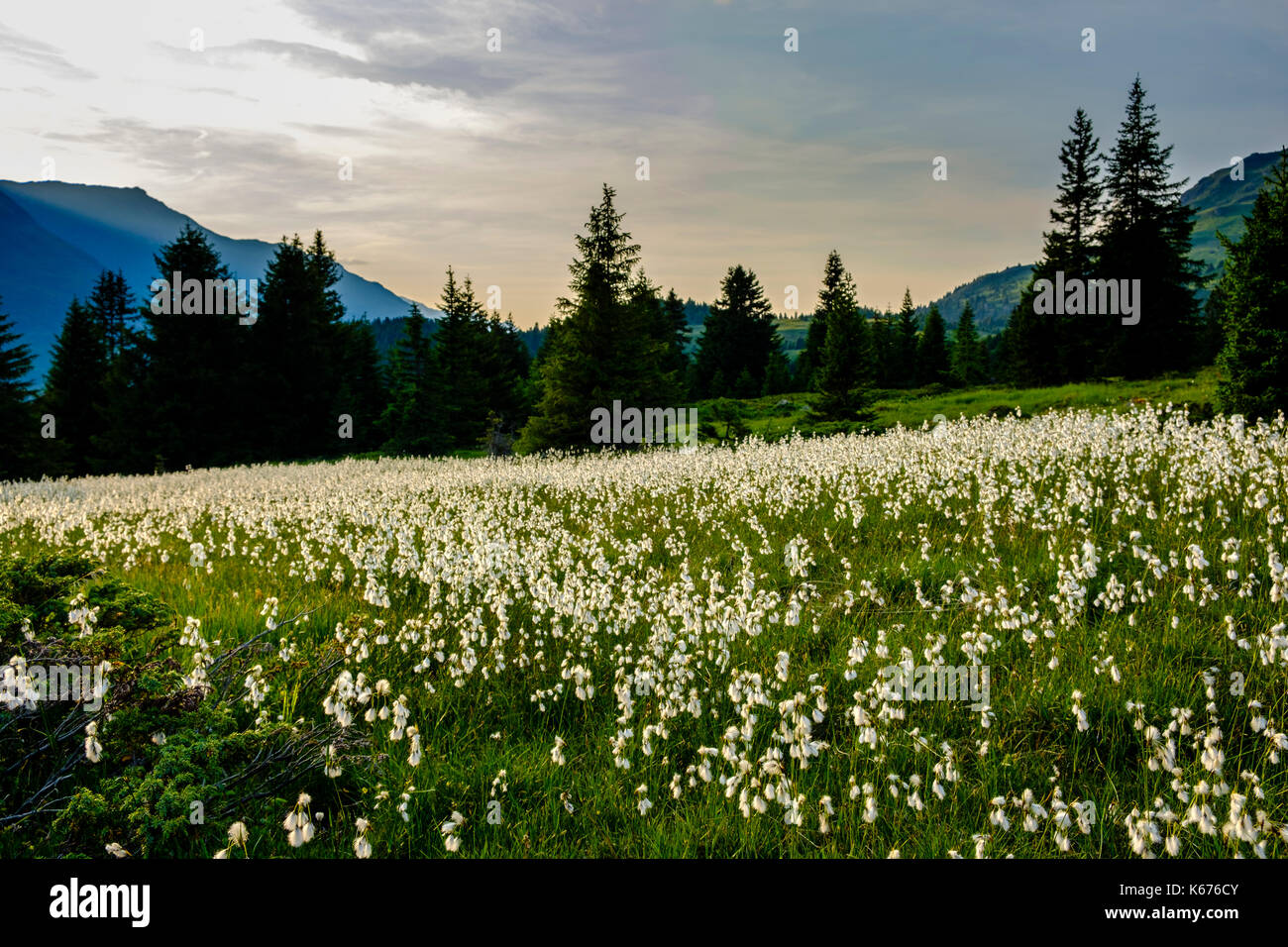 Auf den grünen Wiesen der Alp Flix wächst die Pflaumleine (Verbascum phlomoides) Stockfoto