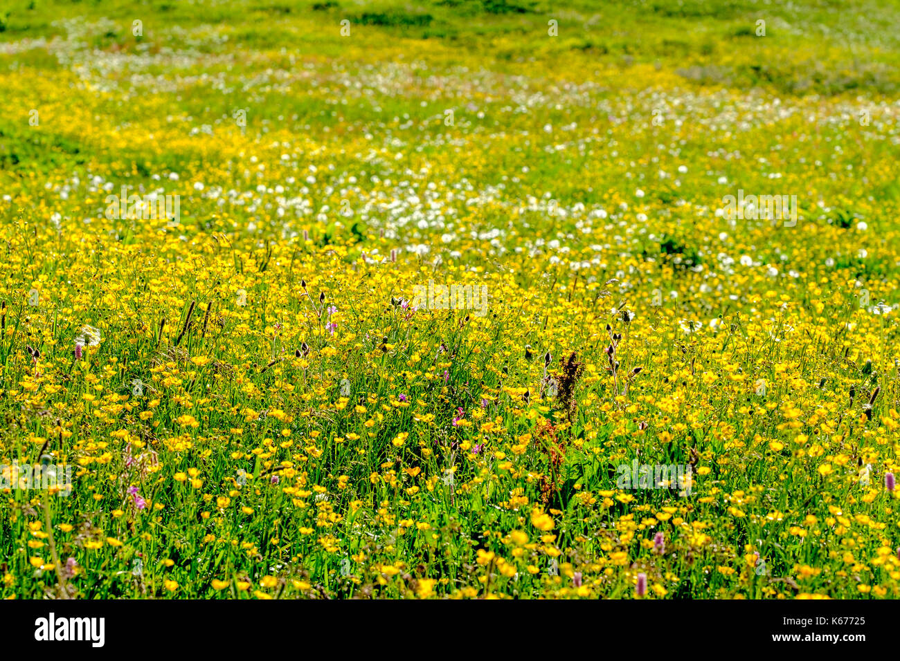 Grüne Wiesen mit bunten Blumen an den Berghängen der Alp Flix Stockfoto