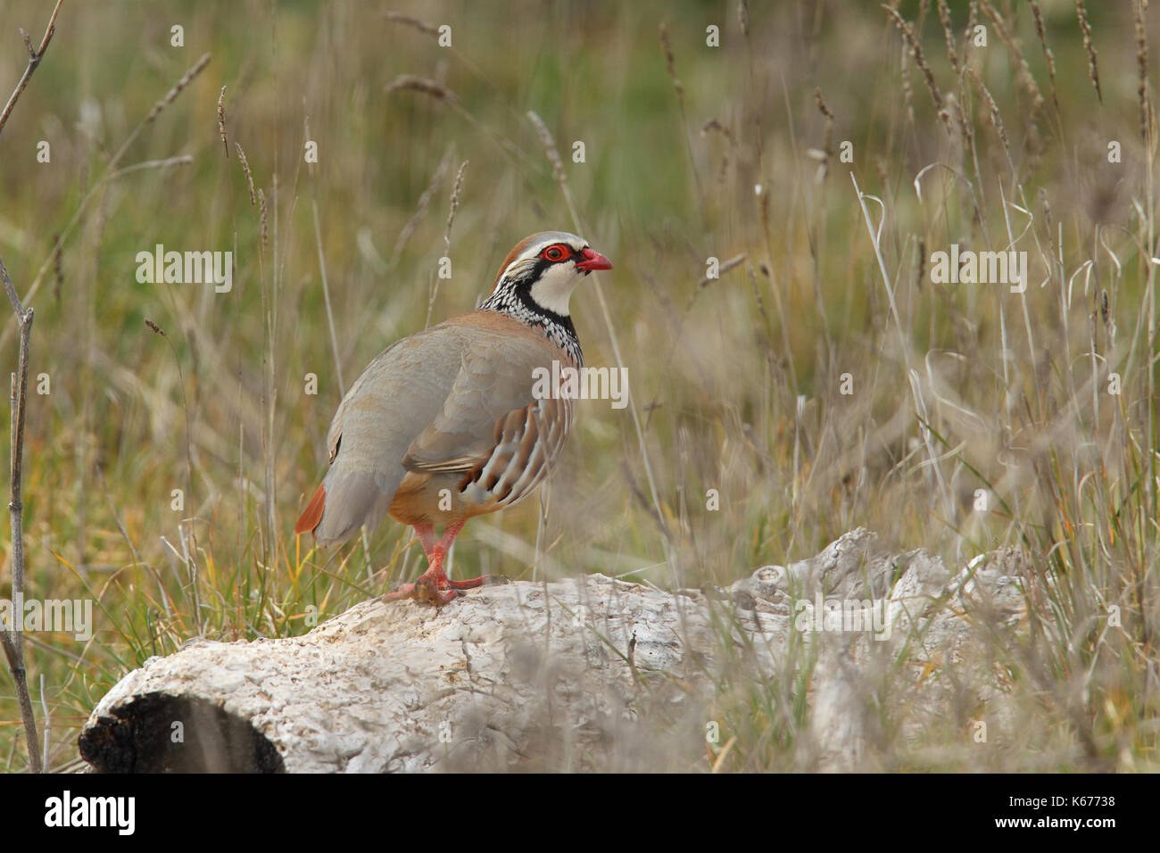 Red legged Partridge Stockfoto