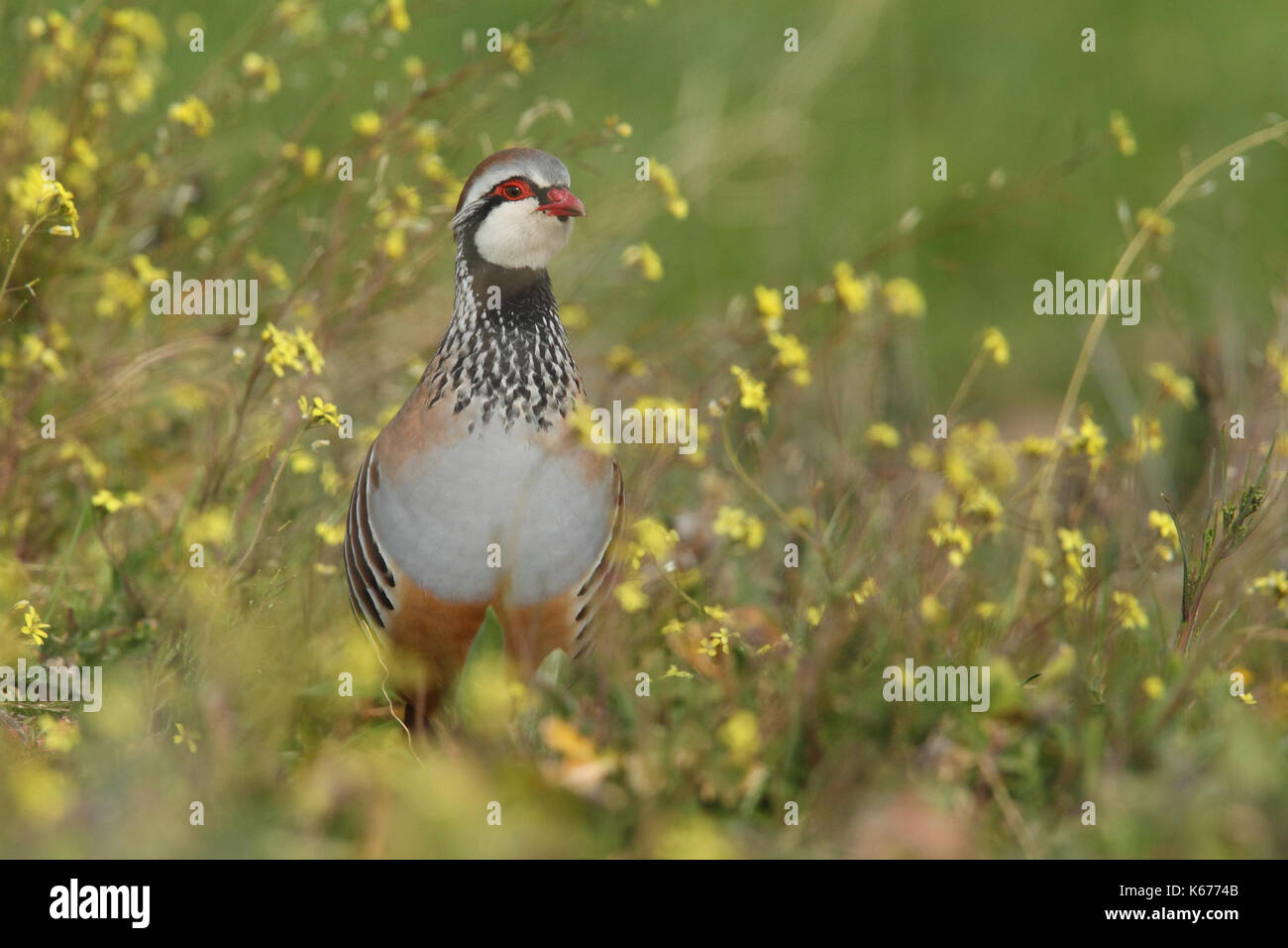 Red legged Partridge Stockfoto