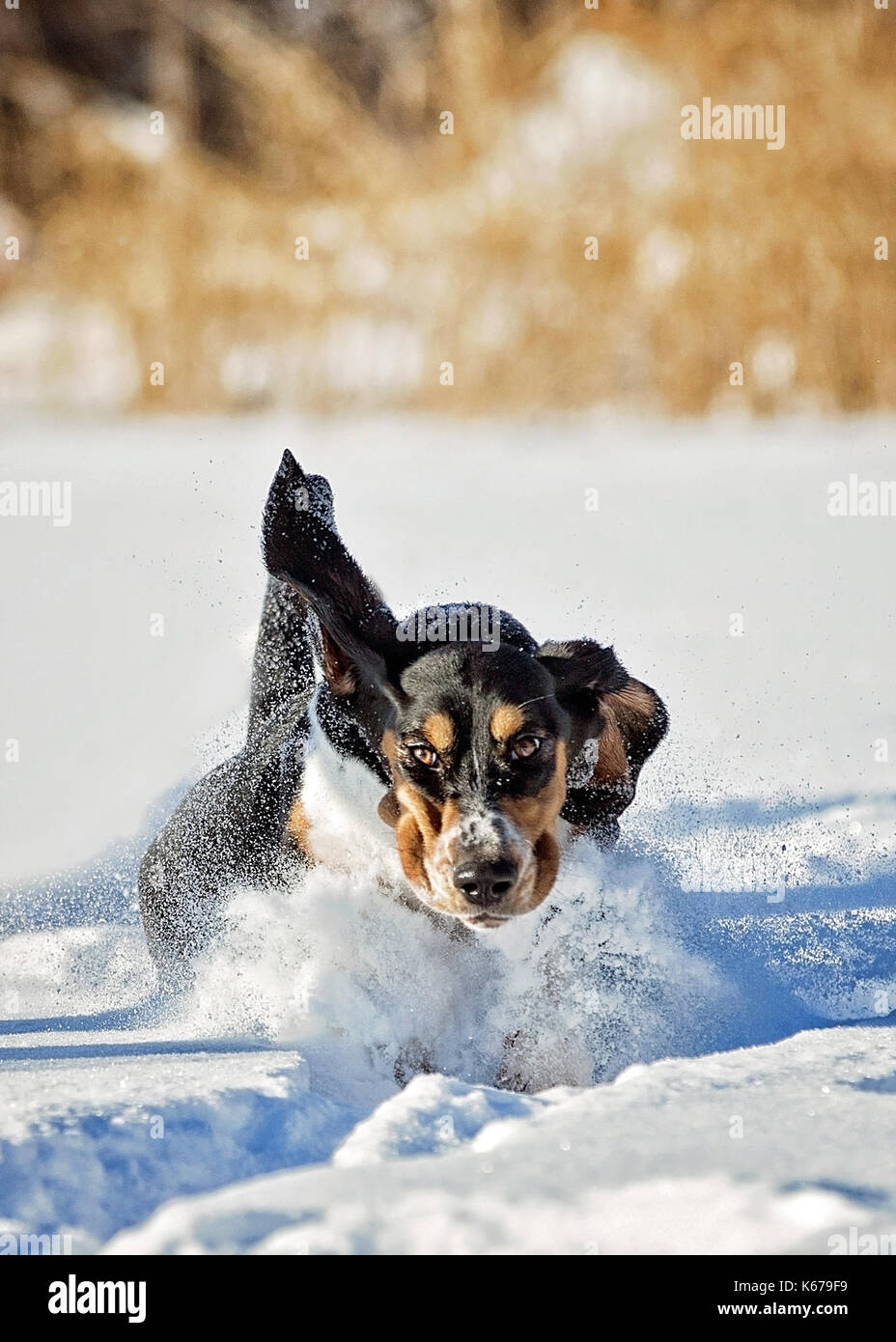 Basset Hound Welpe Hund laufen im Schnee. Stockfoto