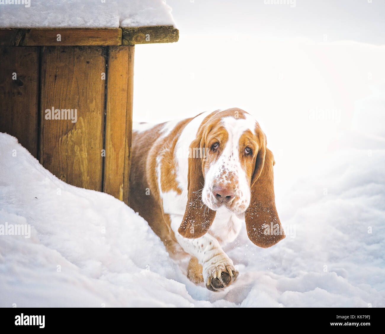 Basset Hound Dog walking im Schnee Stockfoto