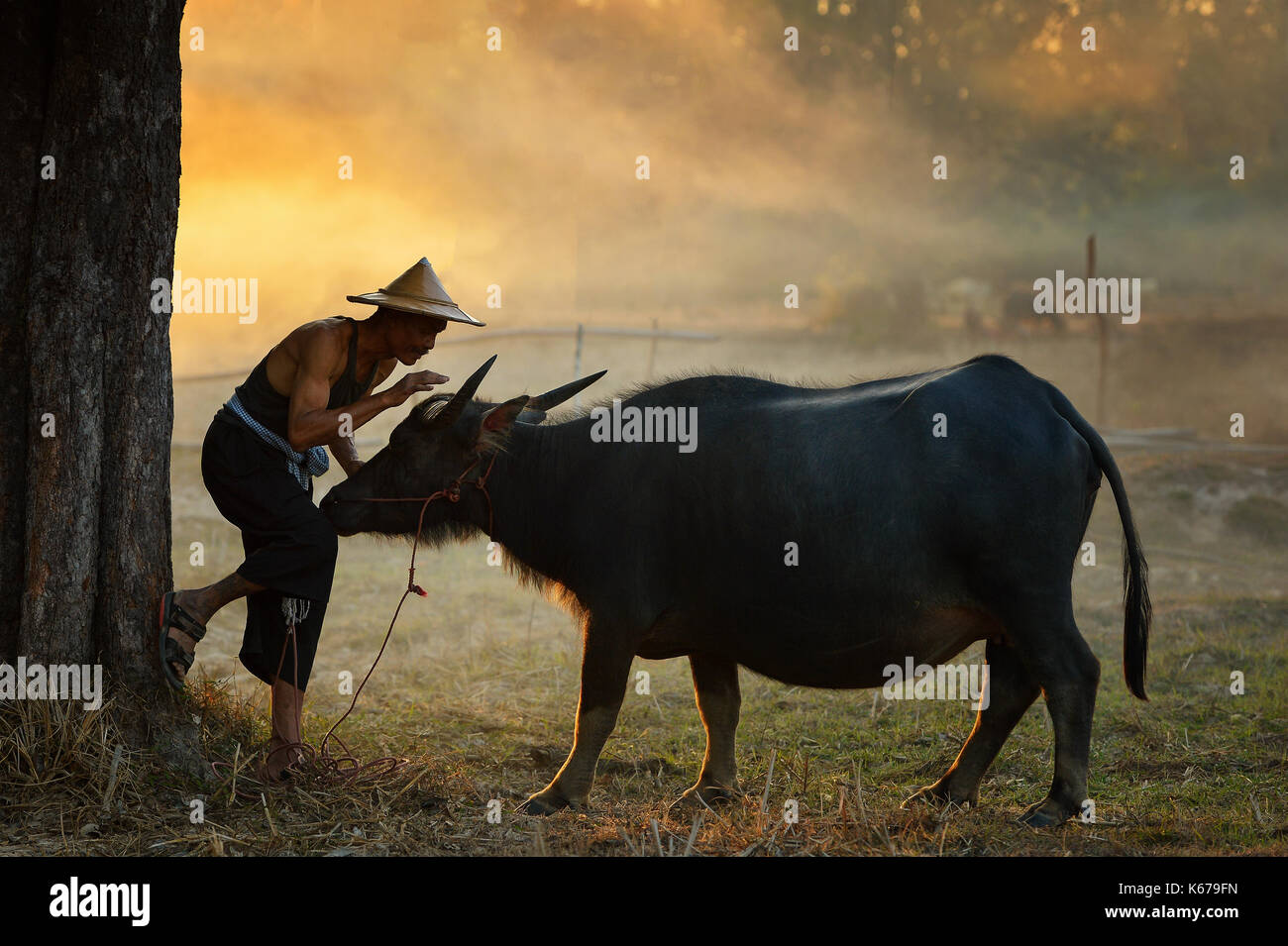 Bauer mit dem Büffel in einem Feld, Thailand Stockfoto