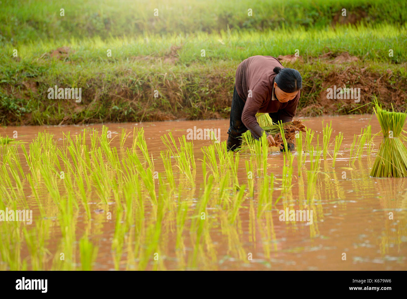 Frau einpflanzen Reis im Feld, Thailand Stockfoto