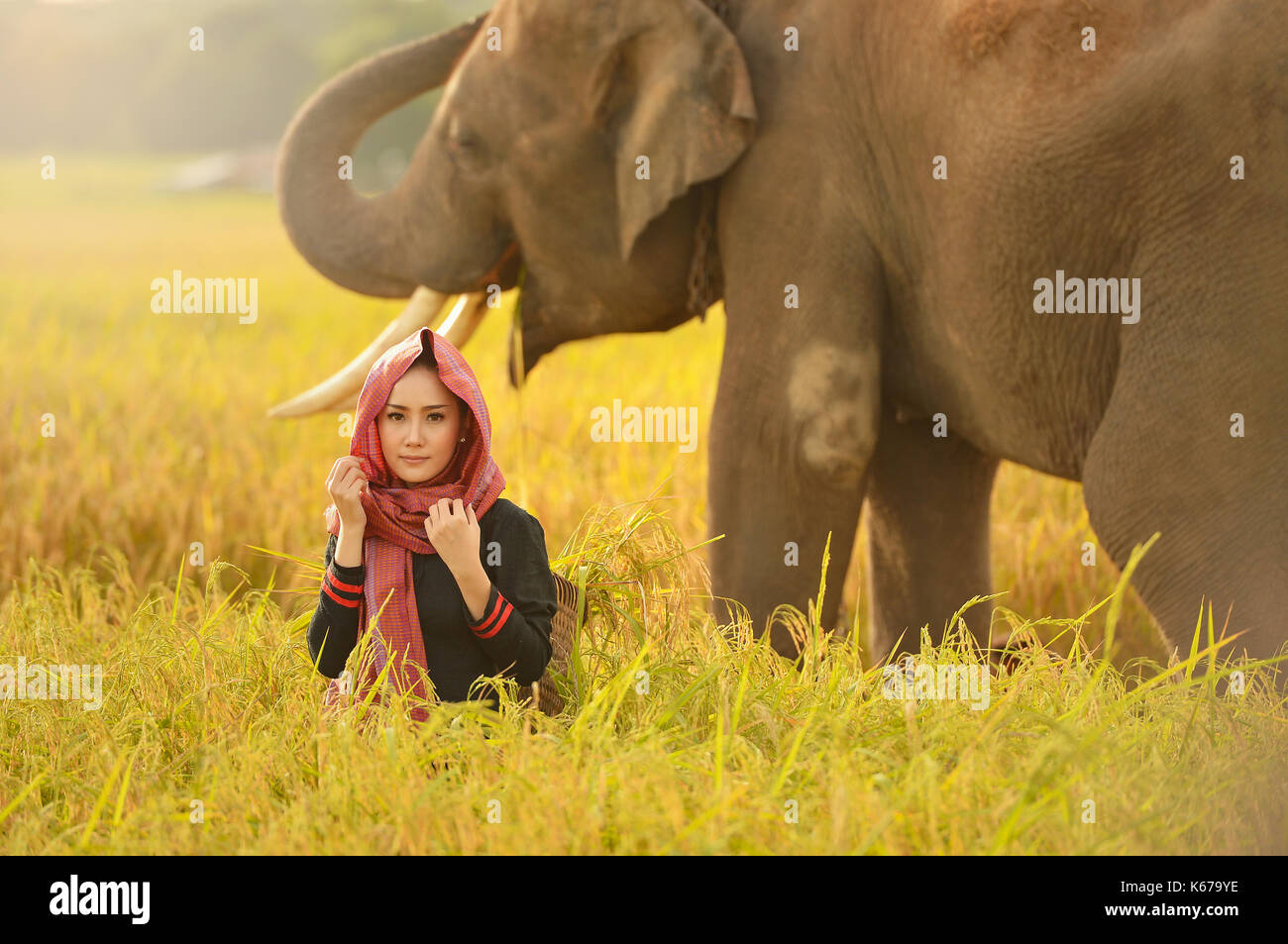 Porträt einer Frau, die in einem Feld mit einem Elefanten, Thailand Stockfoto