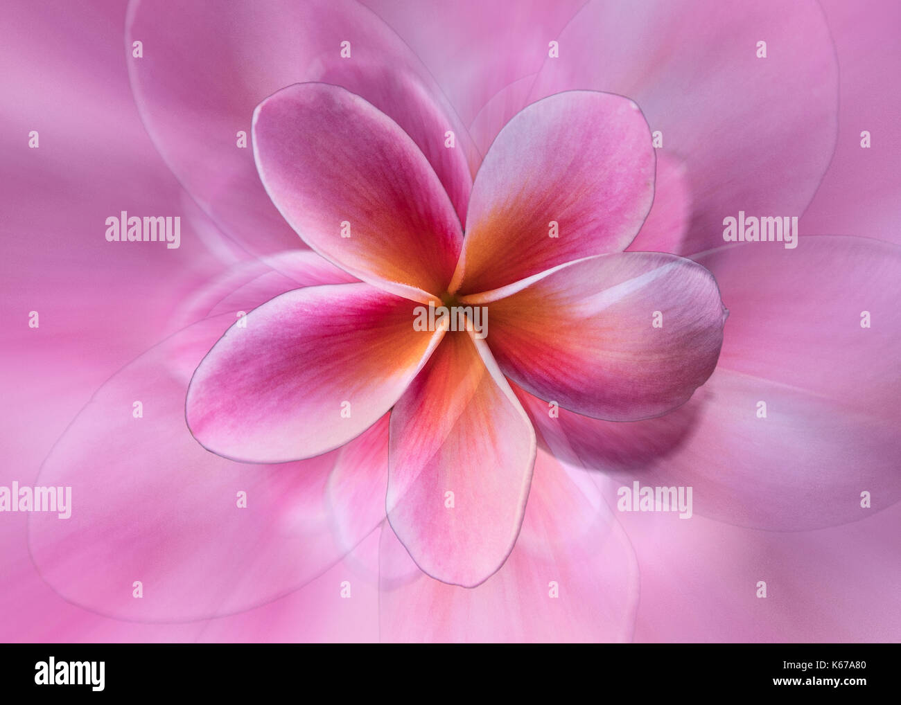 Abstrakte frangipani Blume montage Stockfoto