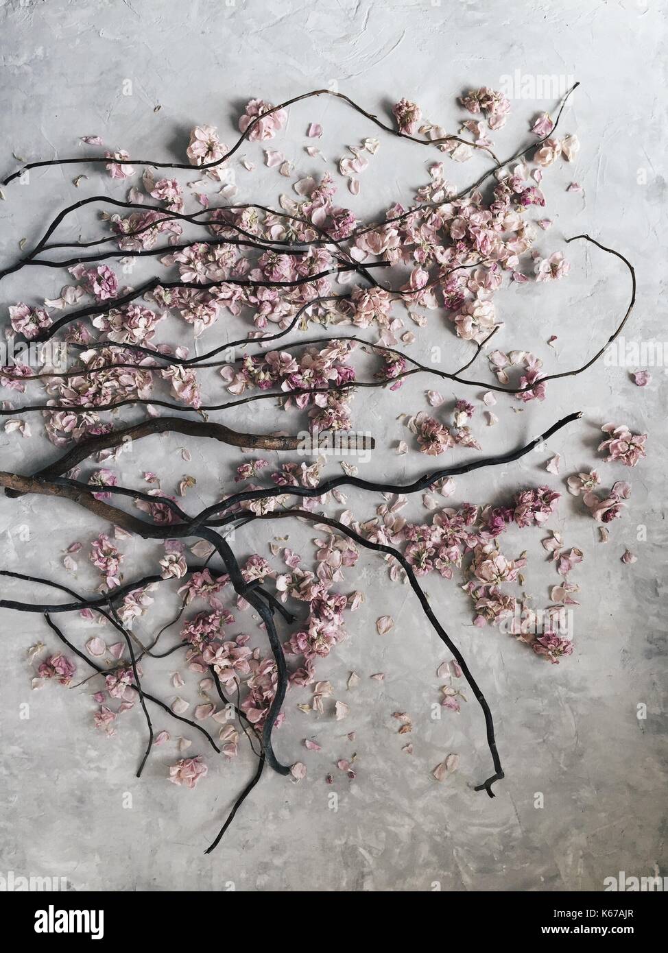 Zweige und Blüten rosa Stockfoto