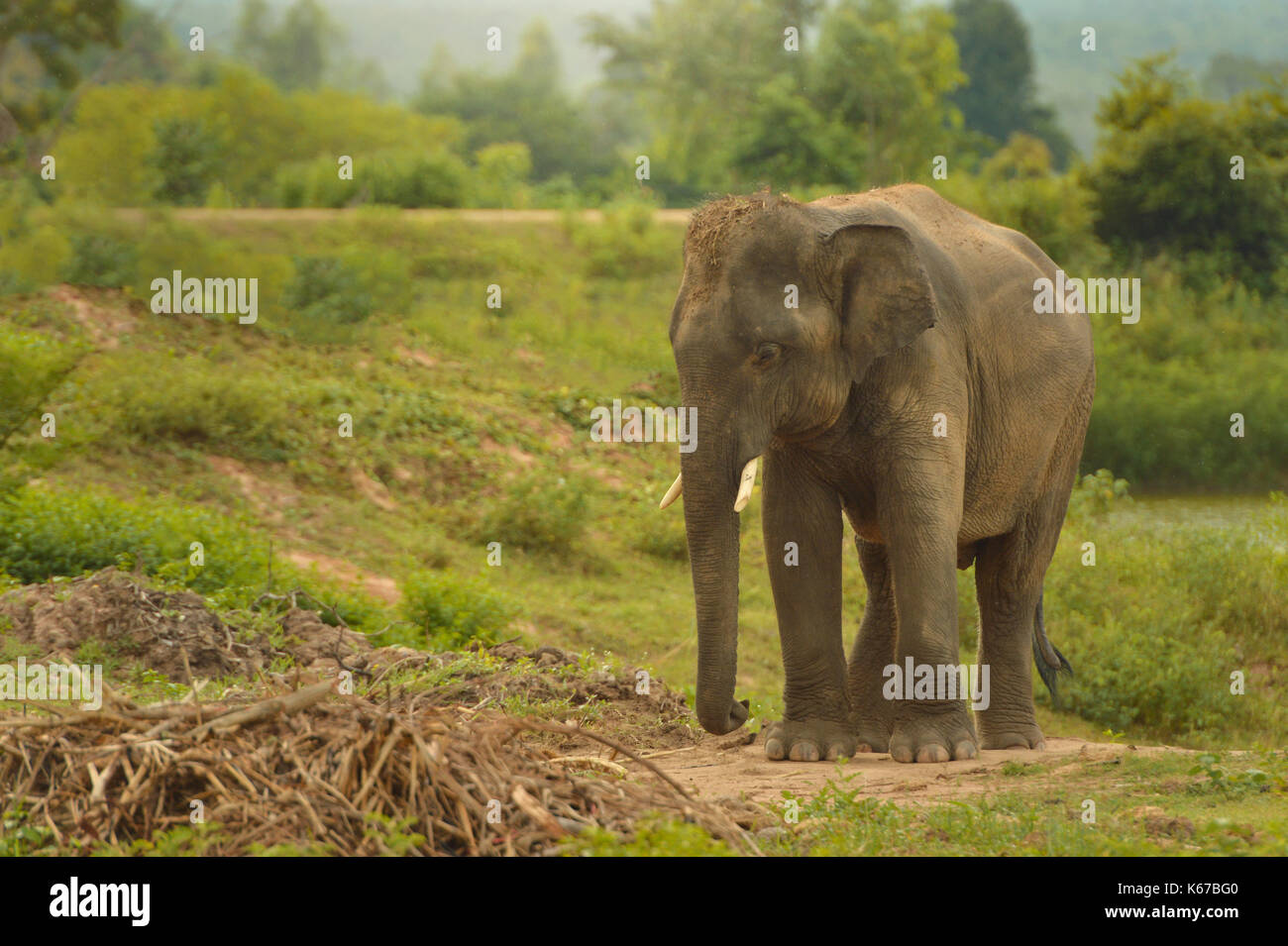 Junger Elefant in ländlichen Landschaft, Thailand Stockfoto