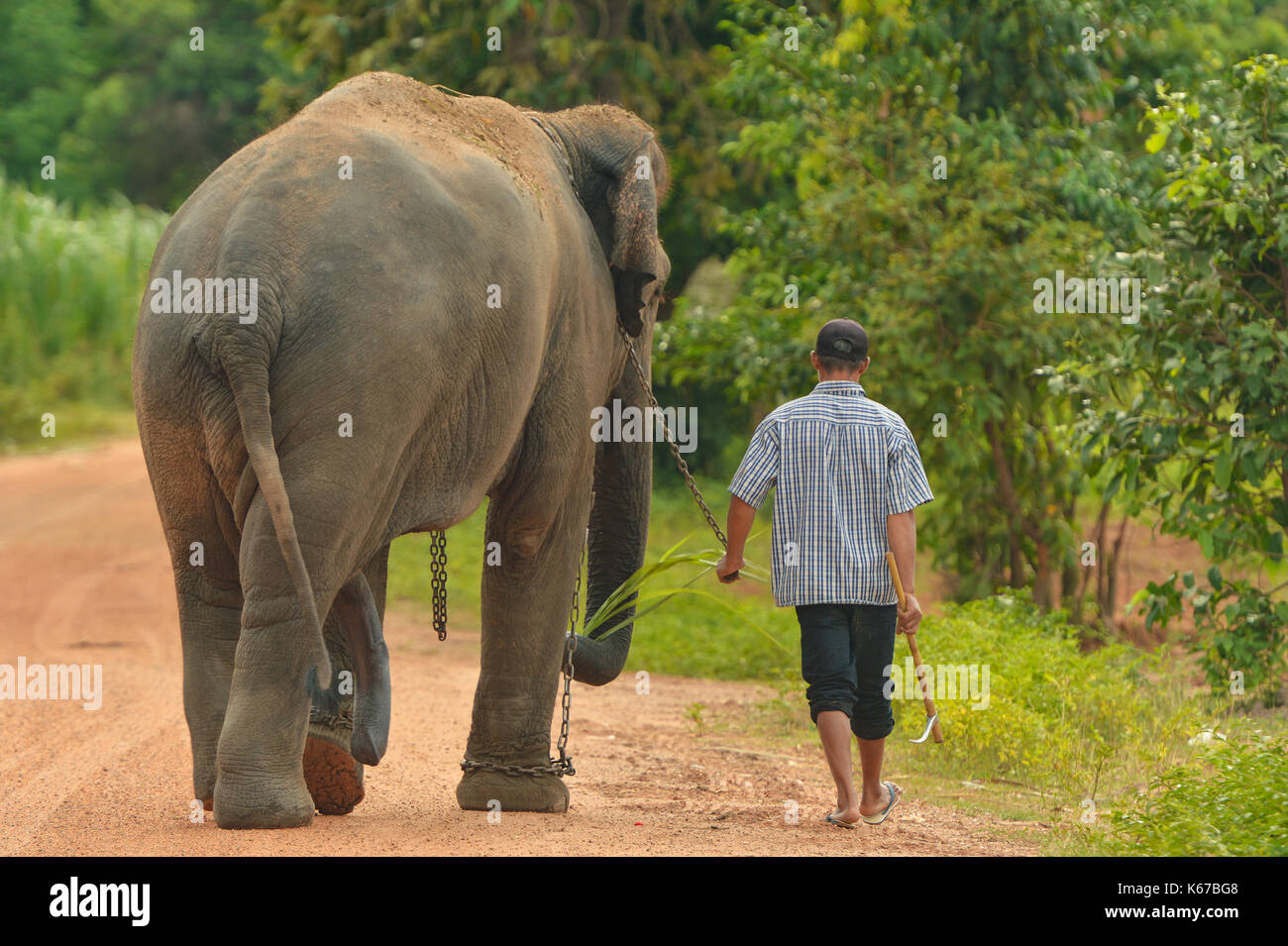 Man Walking entlang der Straße mit seinen Elefanten, Surin, Thailand Stockfoto