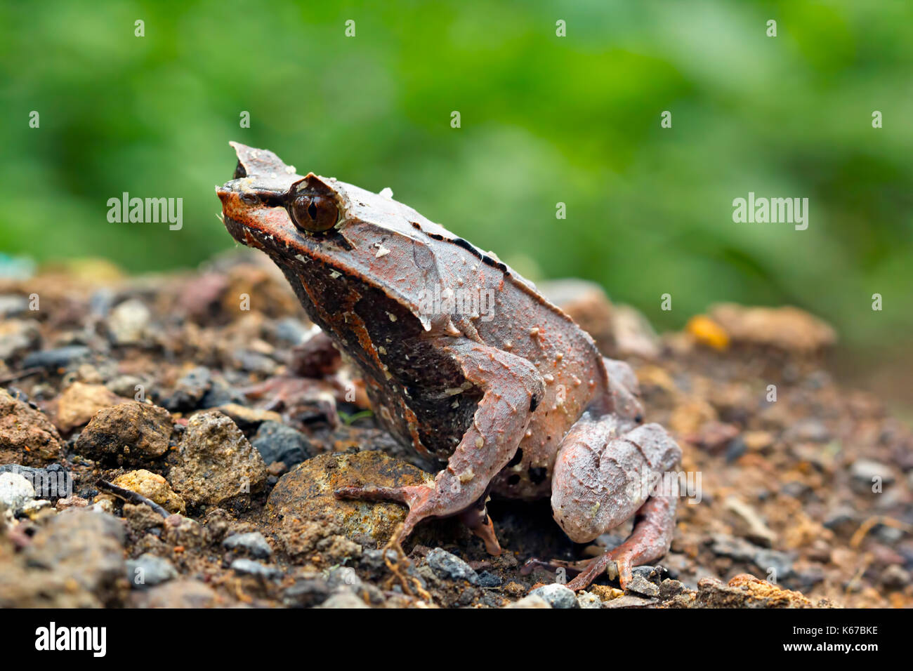 Horned Frog, Indonesien Stockfoto