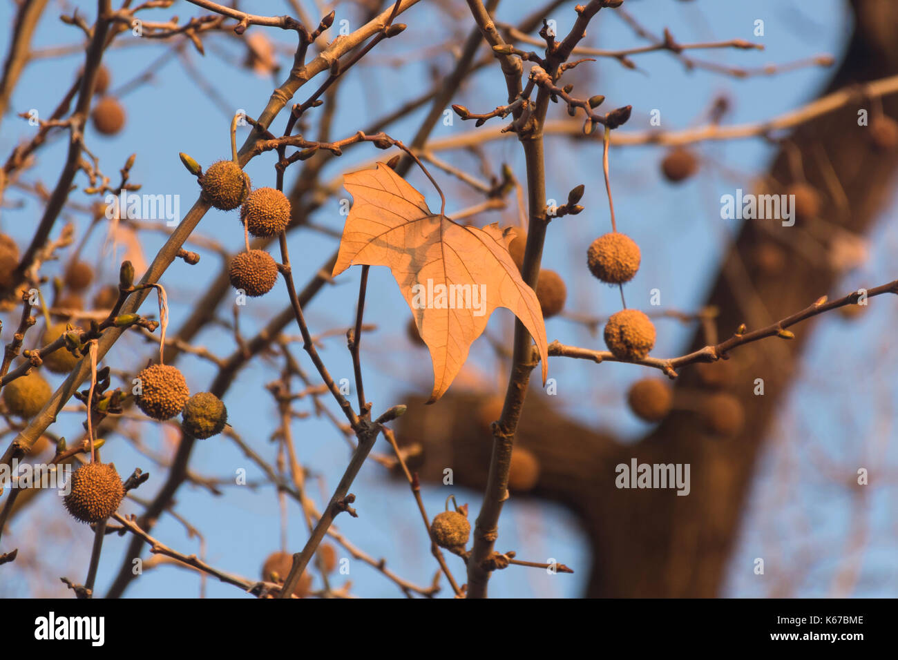 Blätter im Herbst und Samenkapseln des London plane Tree gegen den blauen Himmel. Platanus acerifolia oder Platanus Hispanica Stockfoto