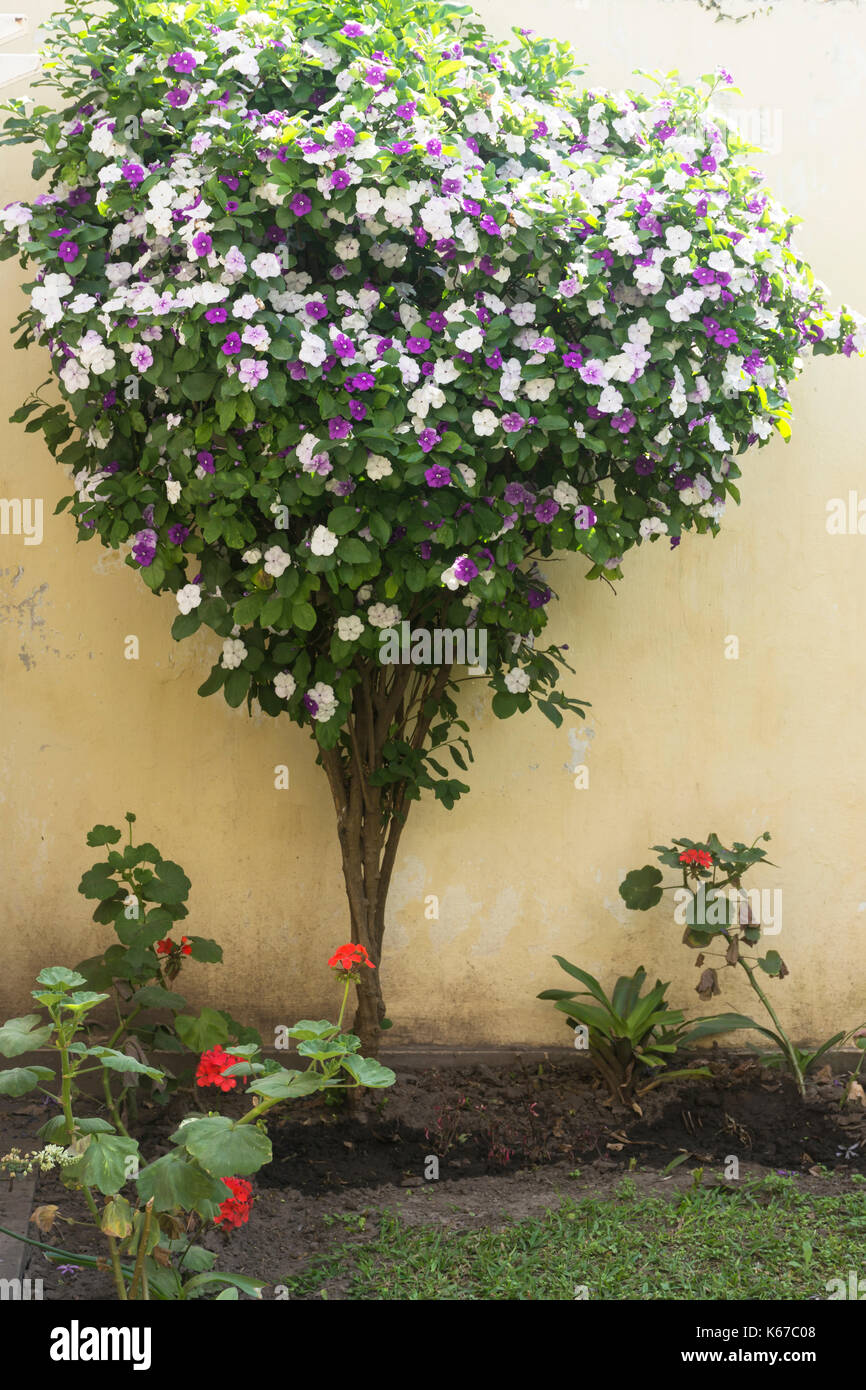 Brunfelsia pauciflora in voller Blte. Gestern, Heute und Morgen Anlage  Stockfotografie - Alamy