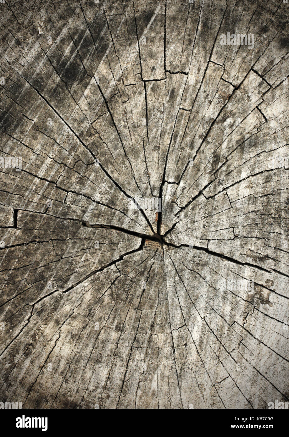 Baumringe altes Holz Textur als Hintergrund, Querschnitt Stockfoto