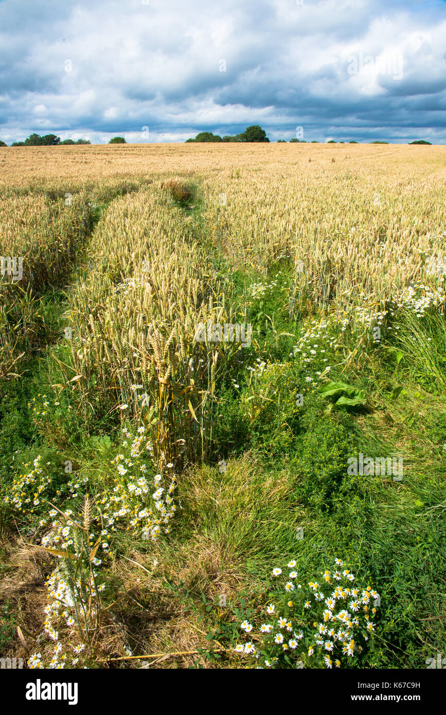 Bauernhof Feld mit Weizen im Devon, England Stockfoto