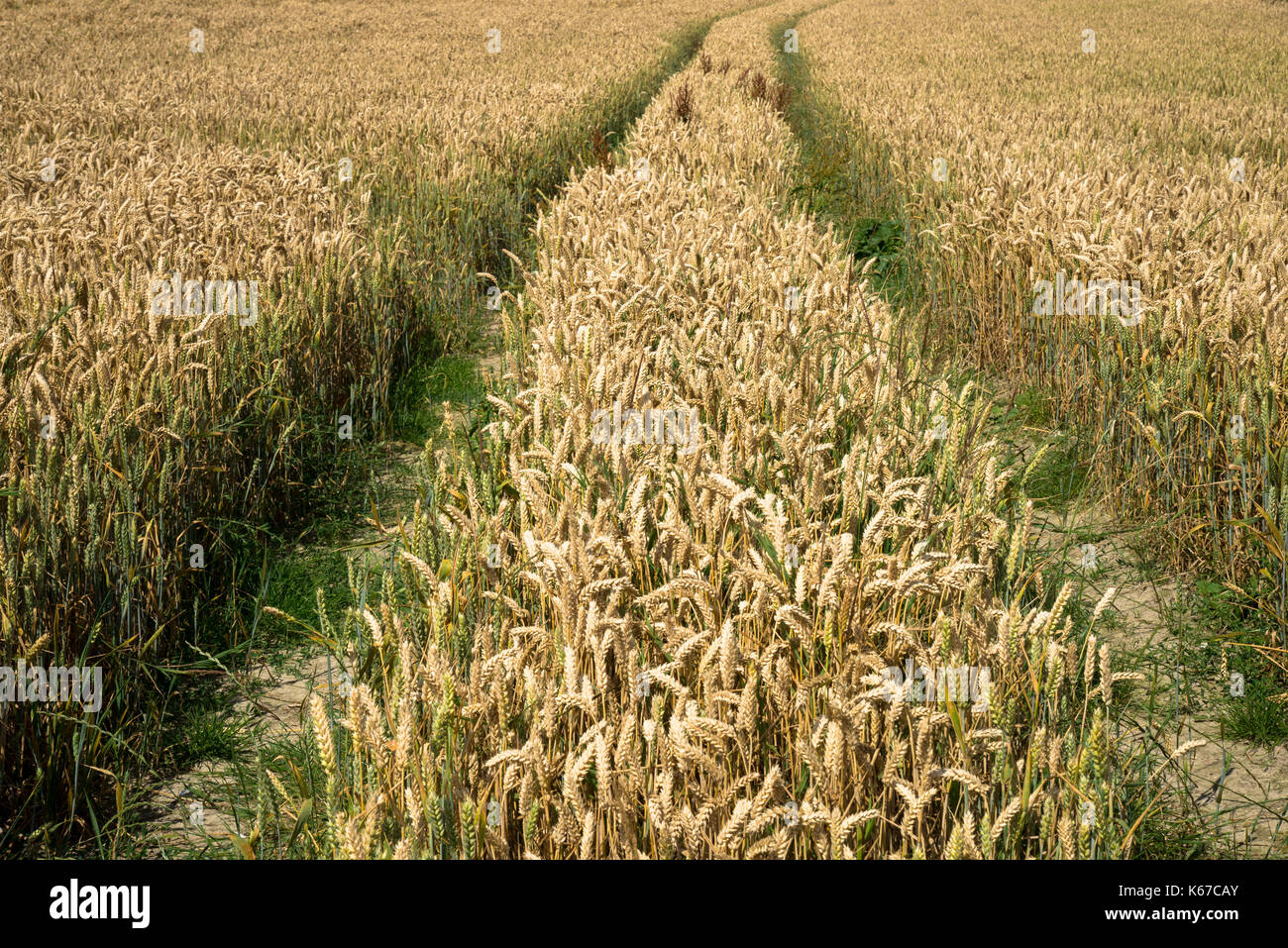 Bauernhof Feld mit Weizen im Devon, England Stockfoto