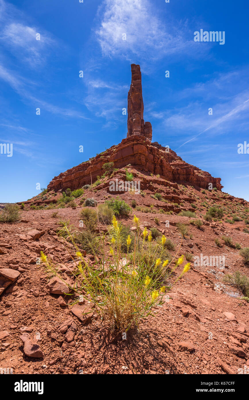 Prince's Plume Wildflower vor Castle Butte , Valley of the Gods, Utah, USA Stockfoto