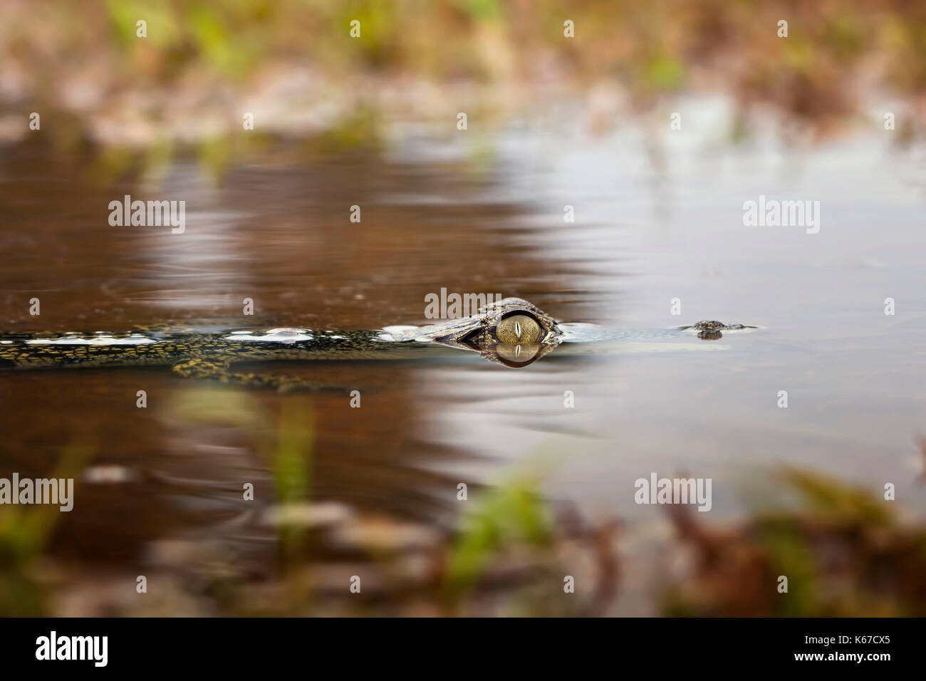 Krokodil Kopf teilweise eingetaucht in Fluss Stockfoto