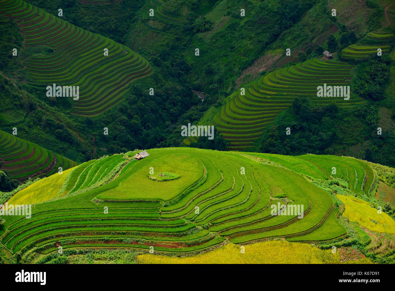Luftaufnahme von terrassierten Reisfelder bei Sonnenaufgang, Vietnam Stockfoto