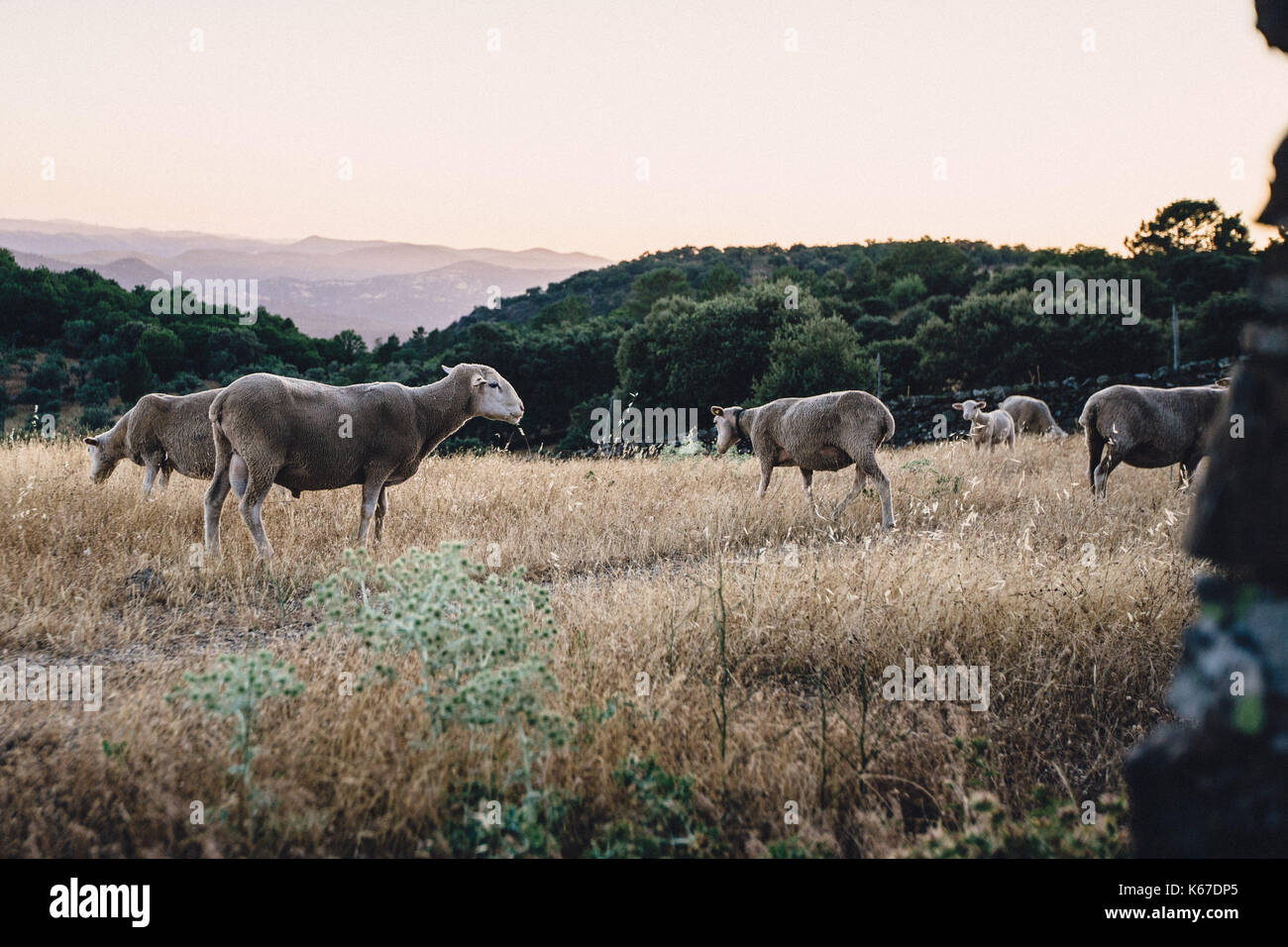 Schafe in einem Feld, Andalusien, Spanien Stockfoto