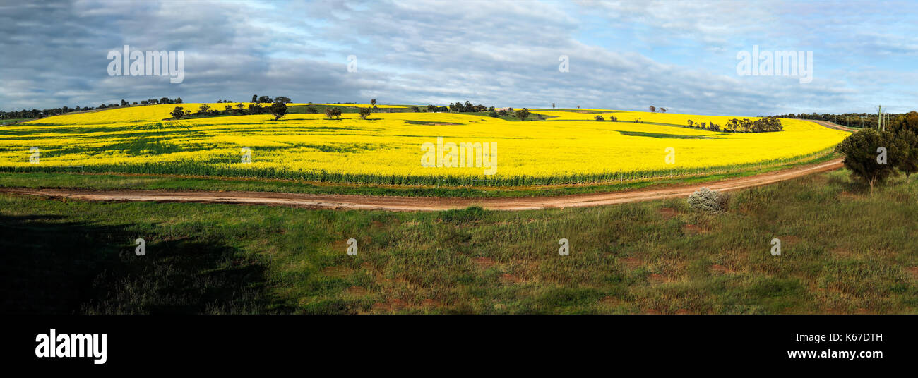 Rapsfeld, Western Australia, Australien Stockfoto