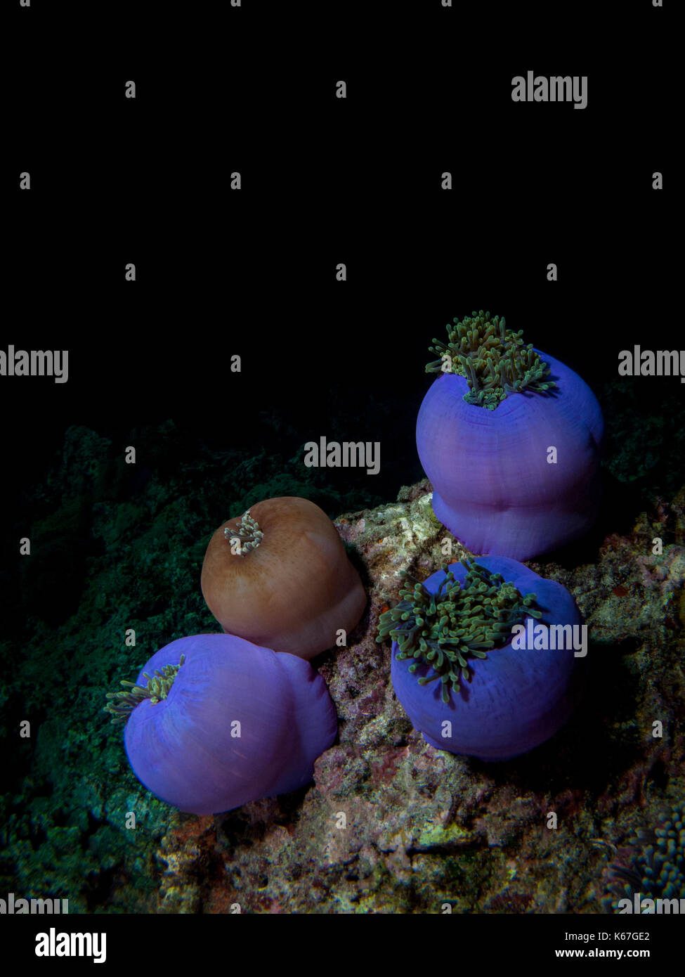 Seeanemonen teilweise offen auf Korallen mit schwarzem Hintergrund Stockfoto