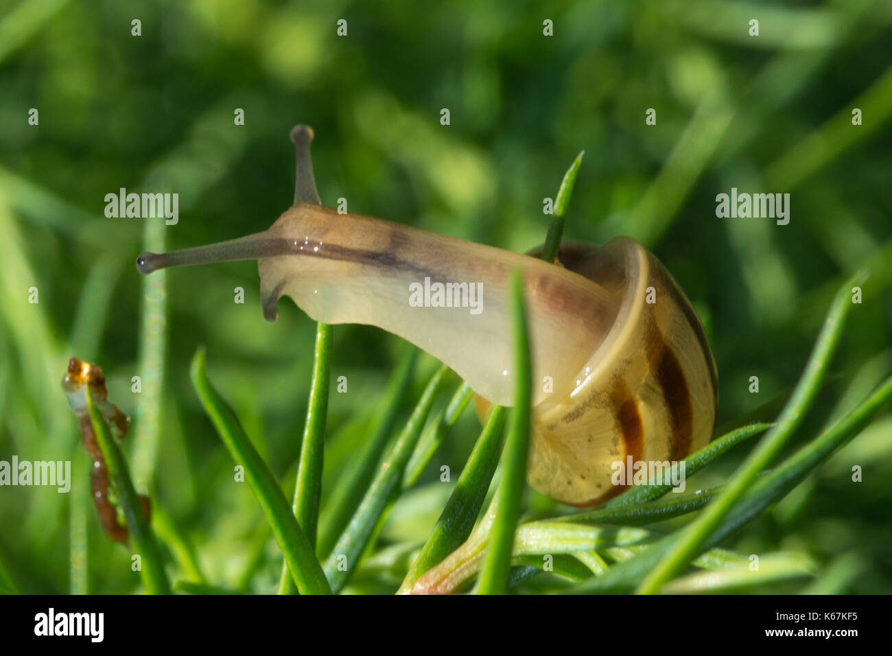 In der Nähe von Garten Schnecke auf einer Kiefer Stockfoto