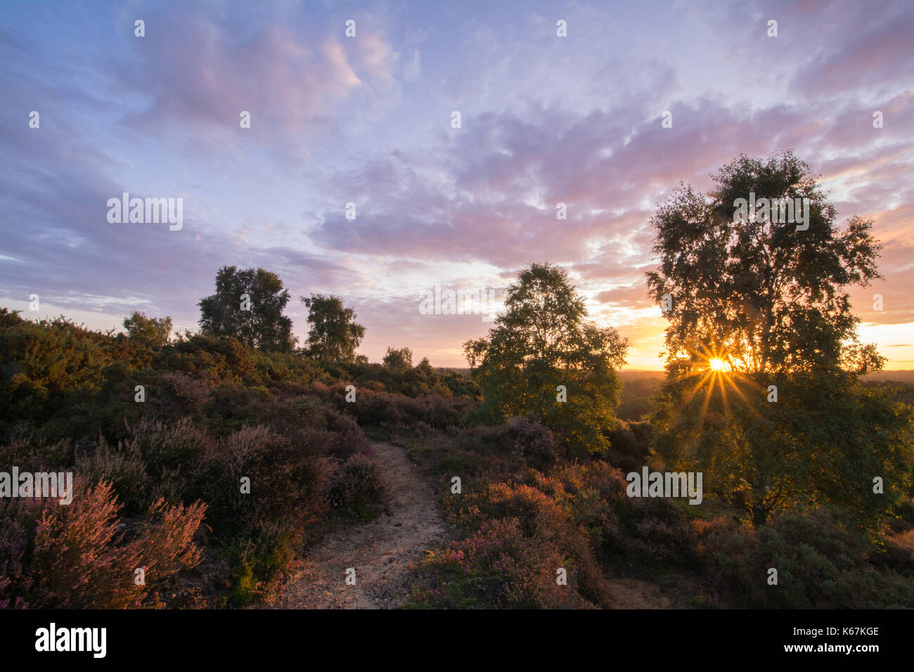 Heide Landschaft bei Sonnenaufgang am Thursley gemeinsame National Nature Reserve in Surrey, Großbritannien Stockfoto