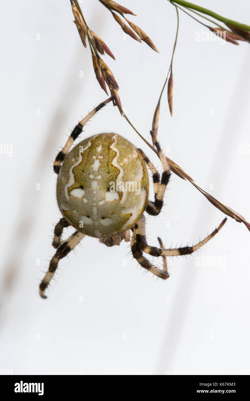 In der Nähe der weiblichen 4-spotted orbweaver Spinne auf einem Webserver, im Moor in Hampshire, Großbritannien Stockfoto