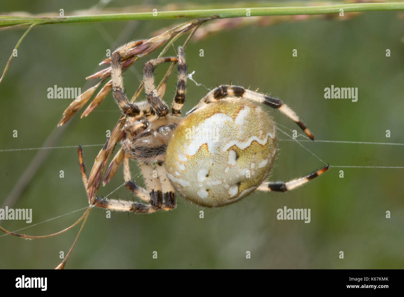 In der Nähe der weiblichen 4-spotted orbweaver Spinne auf einem Webserver, im Moor in Hampshire, Großbritannien Stockfoto