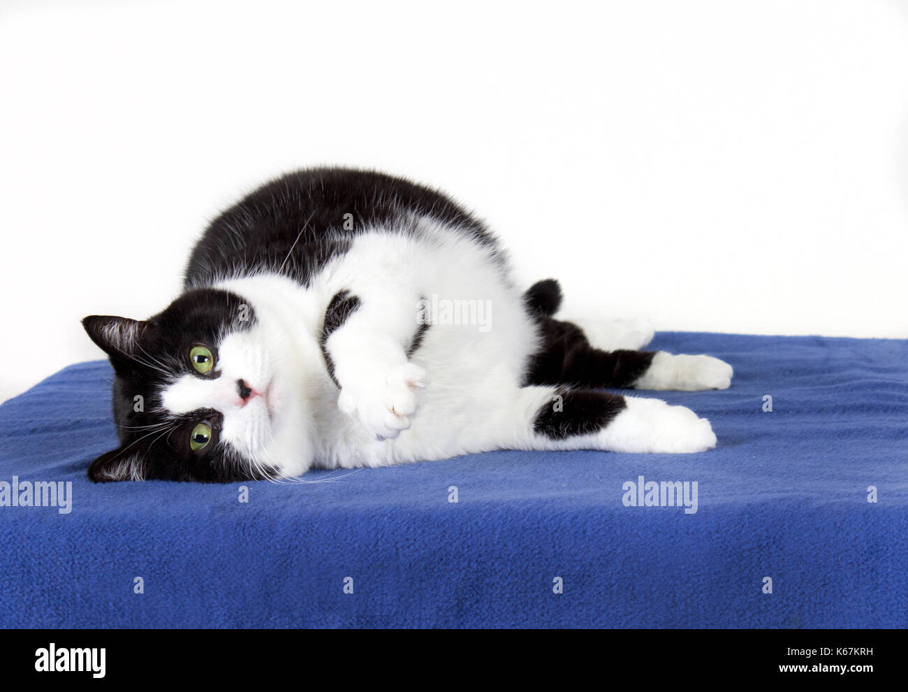 Eine traurige mollig schwarze und weiße Katze auf die Seite legt, Pfote, die heraus Stockfoto