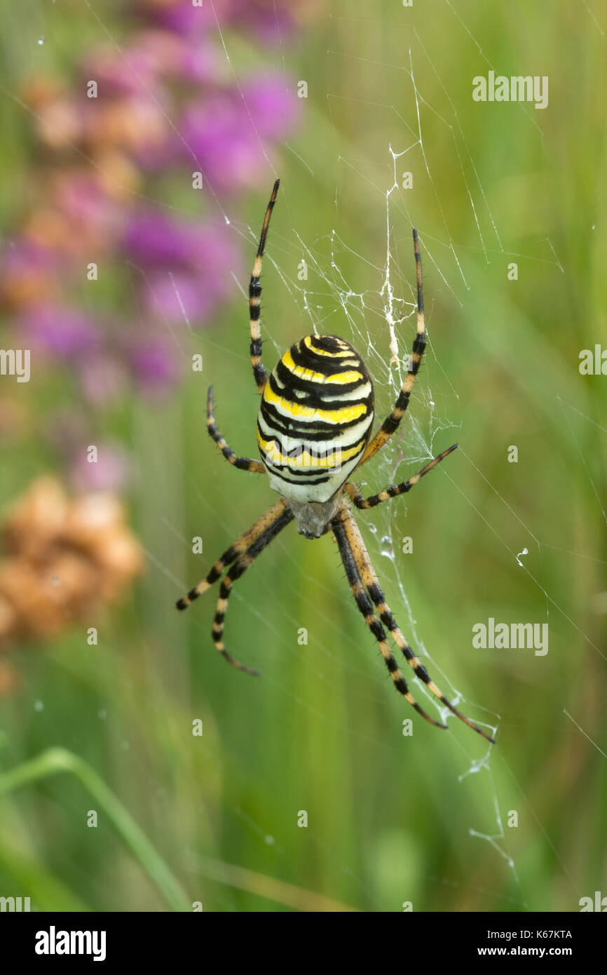 In der Nähe von Wasp spider (Argiope Bruennichi) in Hampshire, Großbritannien Stockfoto