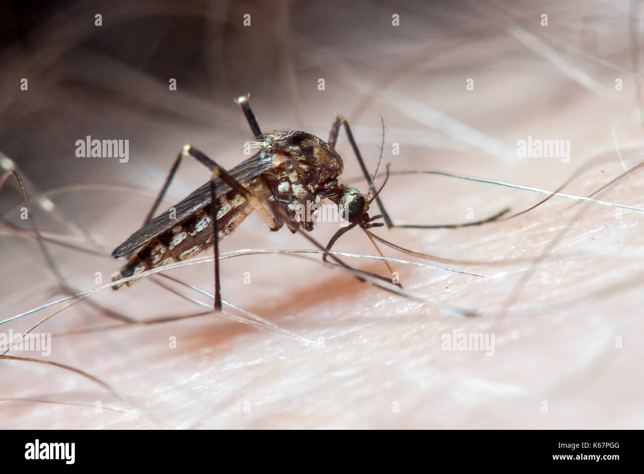 Aedes aegypti auf der menschlichen Haut Stockfoto