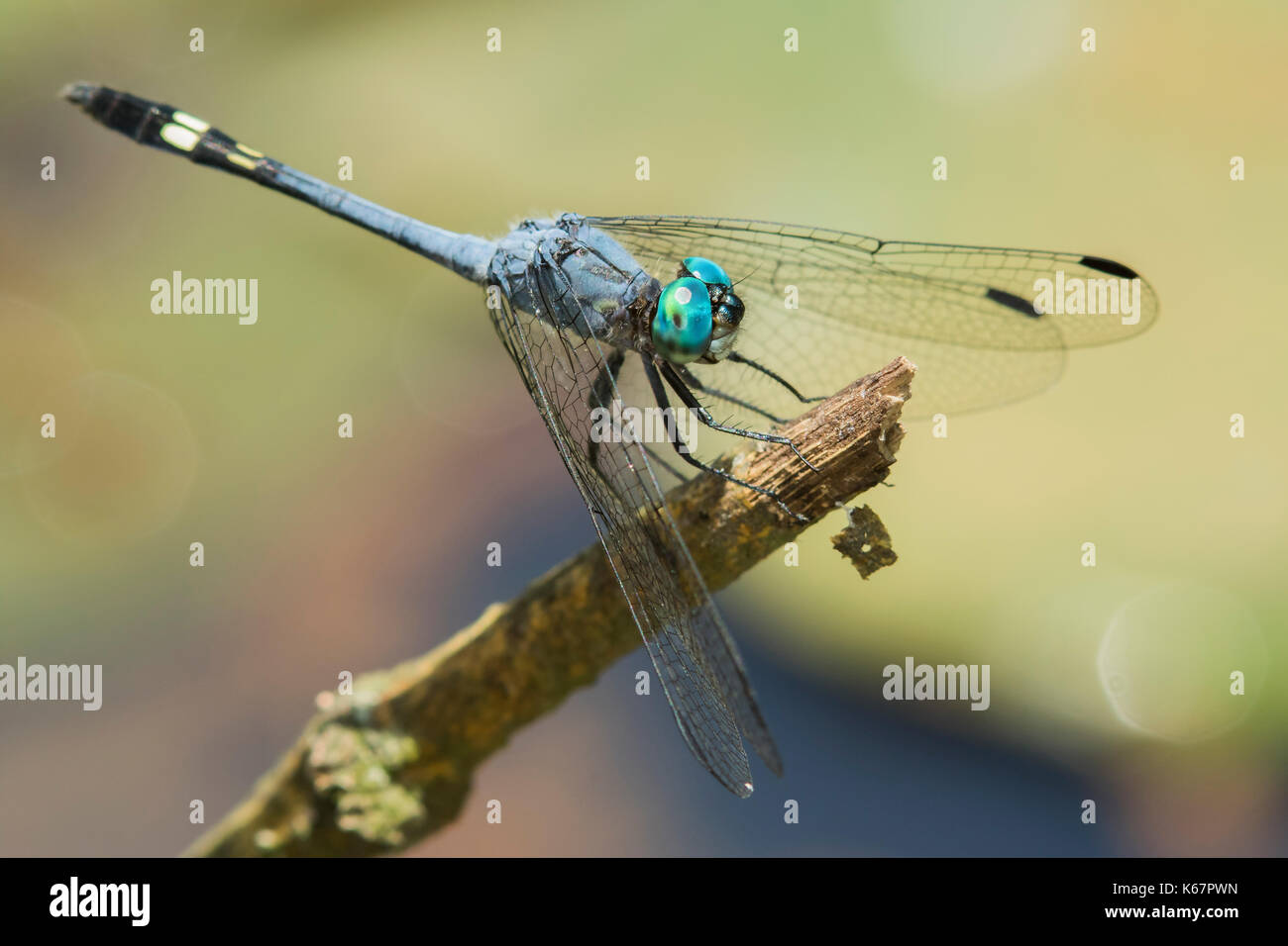 Blaue Libelle mit grünen Augen auf einem Stick Stockfoto