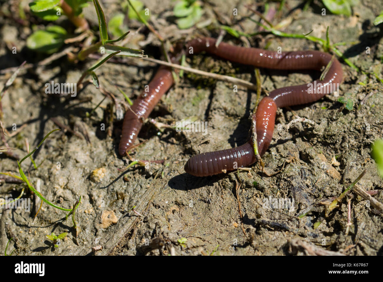 Earthworm Soil Stockfotos und bilder Kaufen Alamy