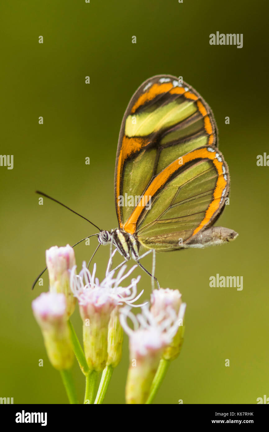 Glas winged Schmetterling auf lila Blüte mit grünem Hintergrund Stockfoto
