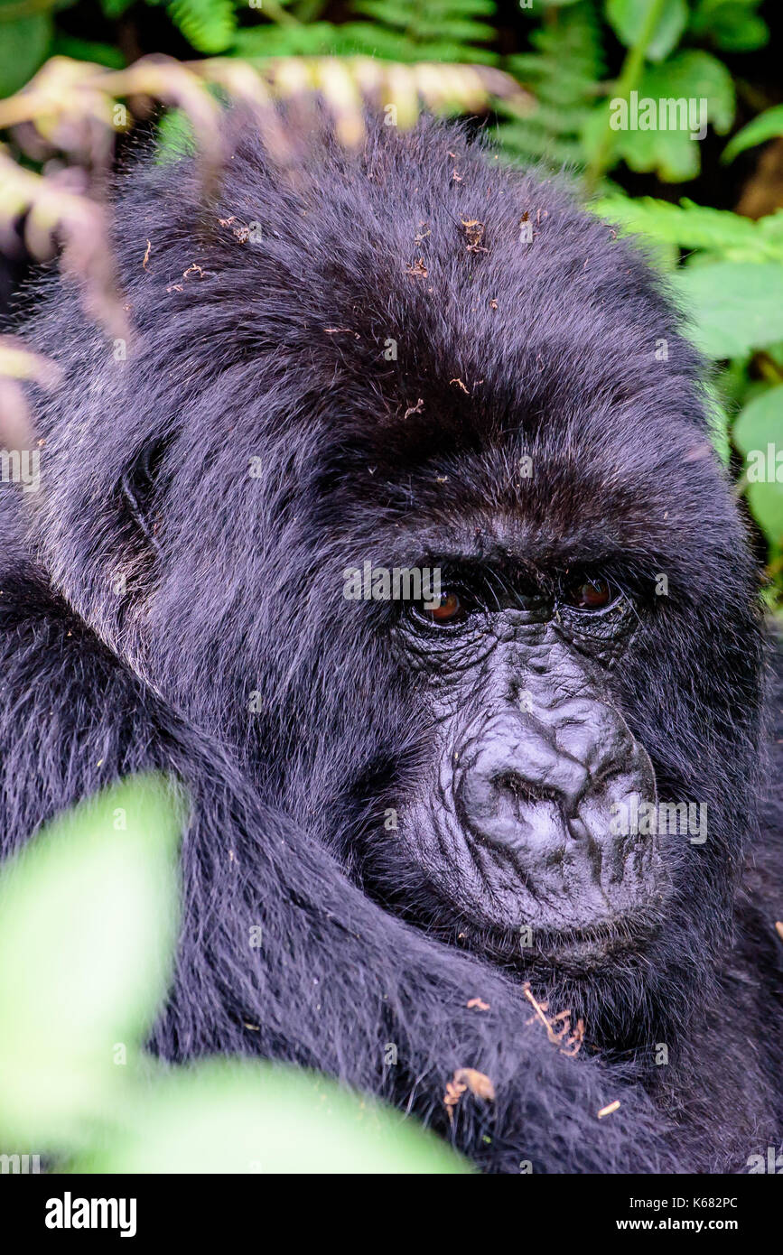 Die Gesichtszüge eines weiblichen Mountain Gorilla Stockfoto