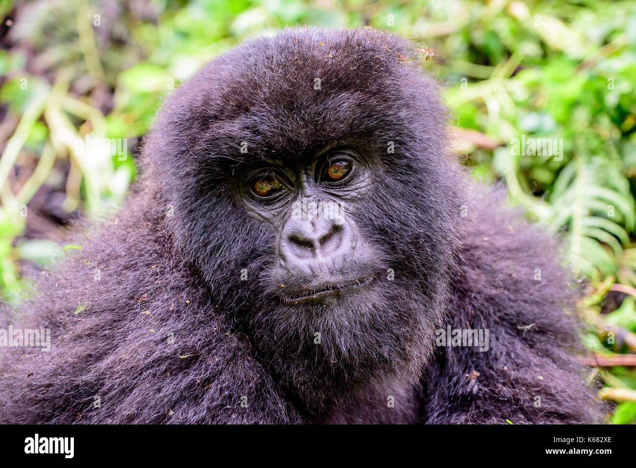 Kopf und Schultern eines aufmerksamen Kinder Mountain Gorilla Stockfoto