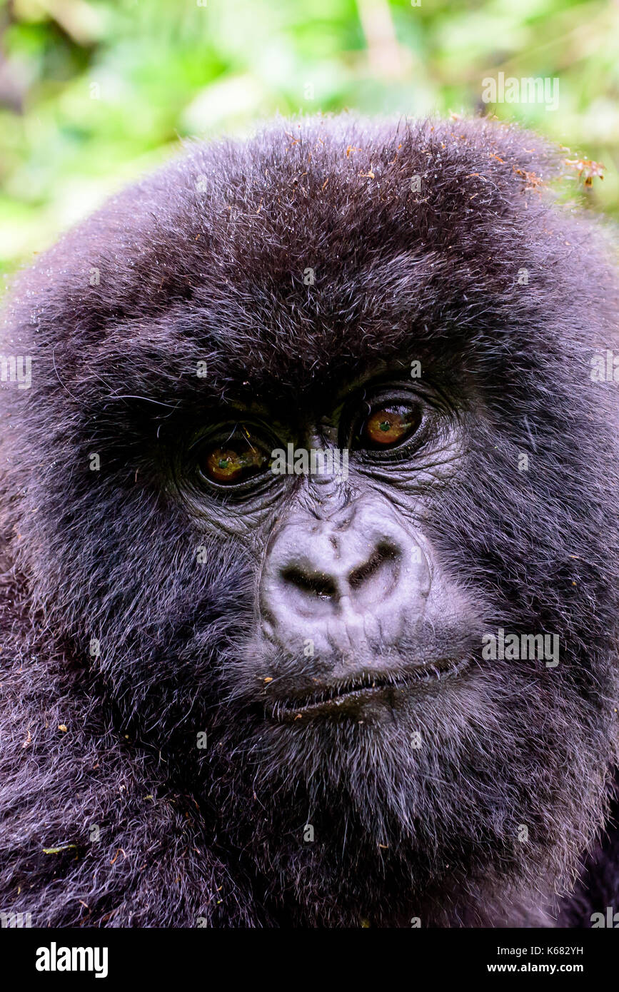 Nahaufnahme des Gesichtes von einem Behaarten jugendlichen Mountain Gorilla Stockfoto