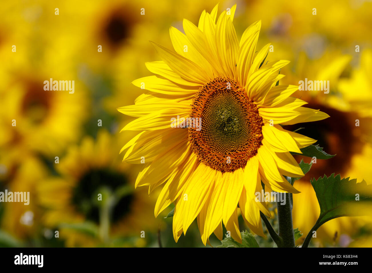 Leuchtend gelb, Felder von Sonnenblumen. Stockfoto