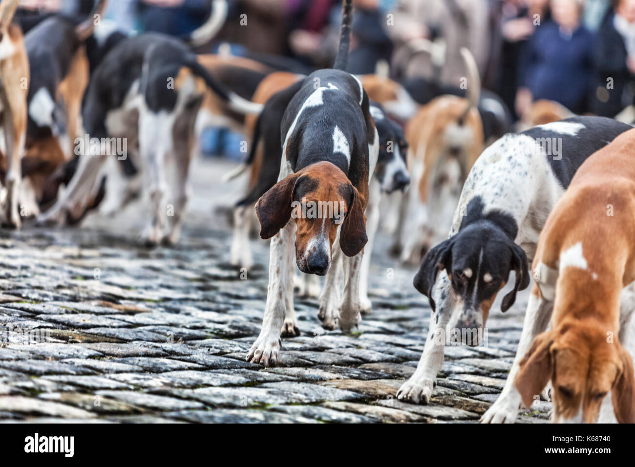 Jagdhunde auf der Suche nach dem Essen bei einem französischen Hunde zeigen. Stockfoto