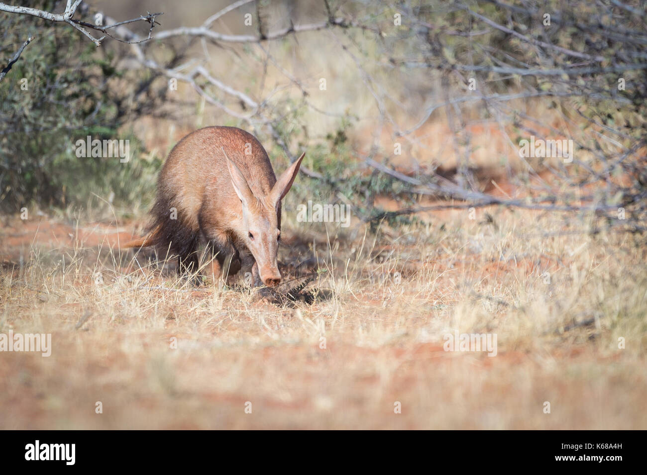 Aardvark in der Kalahari-Wüste auf Nahrungssuche Stockfoto