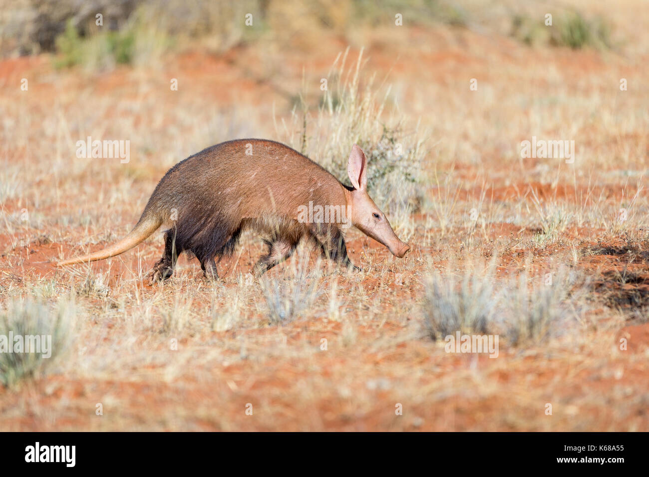 Aardvark in der Kalahari-Wüste auf Nahrungssuche Stockfoto