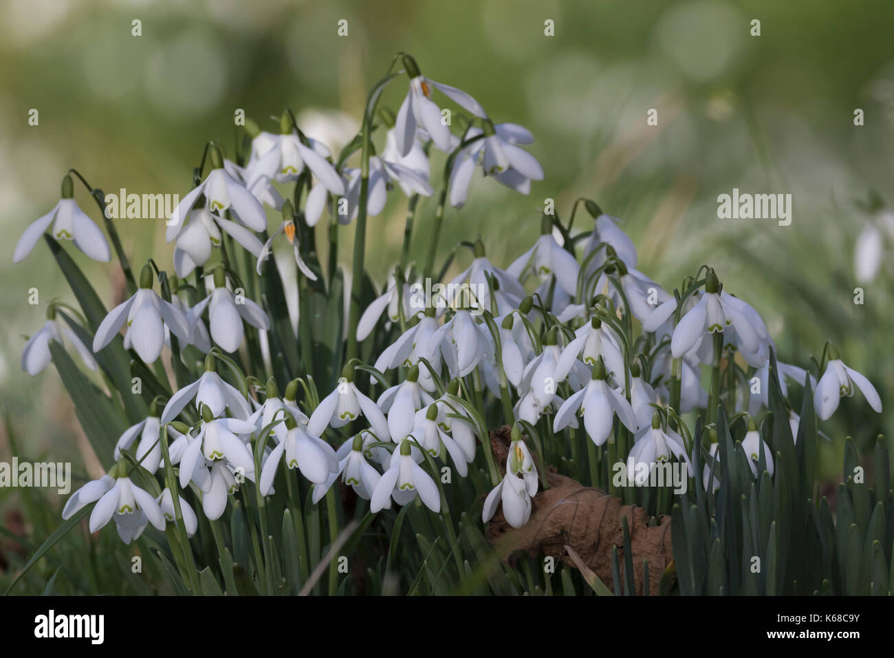 Schneeglöckchen im Frühling Stockfoto