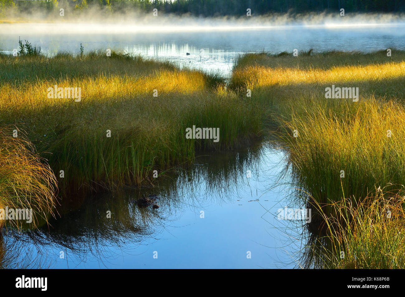 Ein Landschaftsbild von Maxwell See in Hinton Alberta mit Nebel auf dem Wasser und Gras, das Gelb des Herbstes Stockfoto