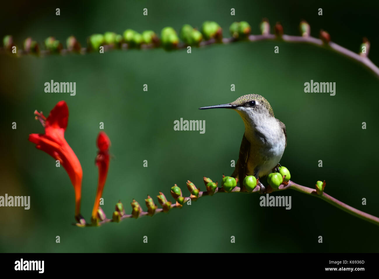 Unreifen männlichen Ruby throated hummingbird (Archilochus colubris) ruht auf crocosmia Niederlassung in einem Garten in Spekulant, New York NY USA Stockfoto