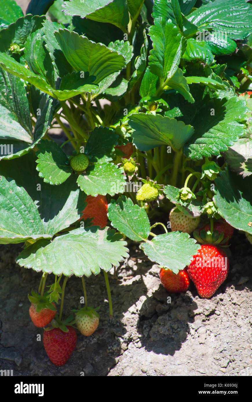 Erdbeeren wachsen in Feld Stockfoto