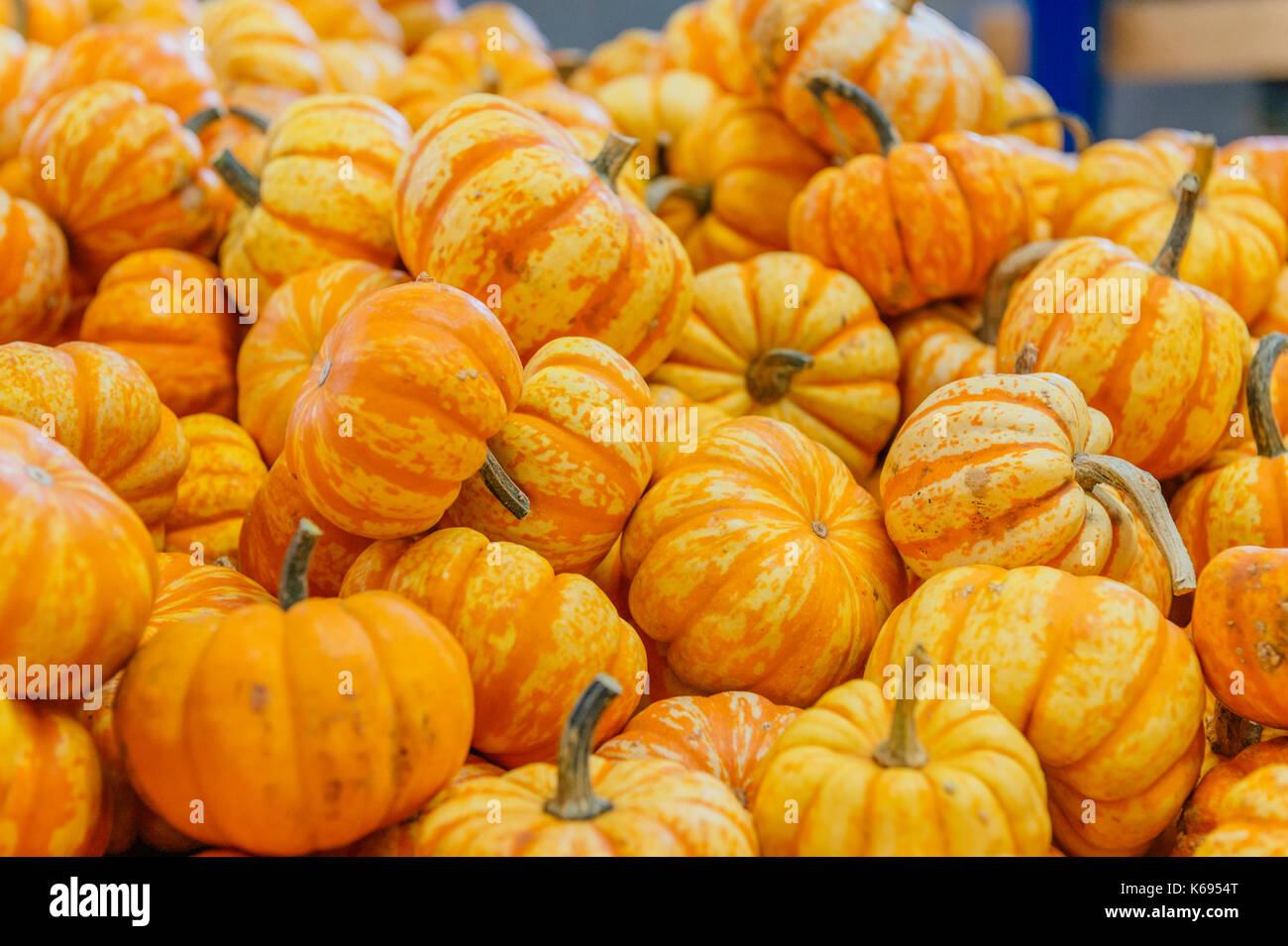 Kleine orange Kürbis Kürbisse zum Verkauf an Halloween Zeit gestapelt, einem beliebten amerikanischen Feiertag. Stockfoto