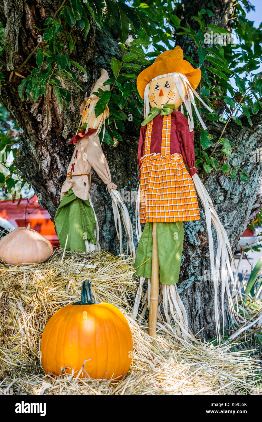 Ein traditionelles Anzeige für den halloween Urlaub in den USA, bestehend aus Kürbissen, Heuballen und erschrecken Krähen. Stockfoto