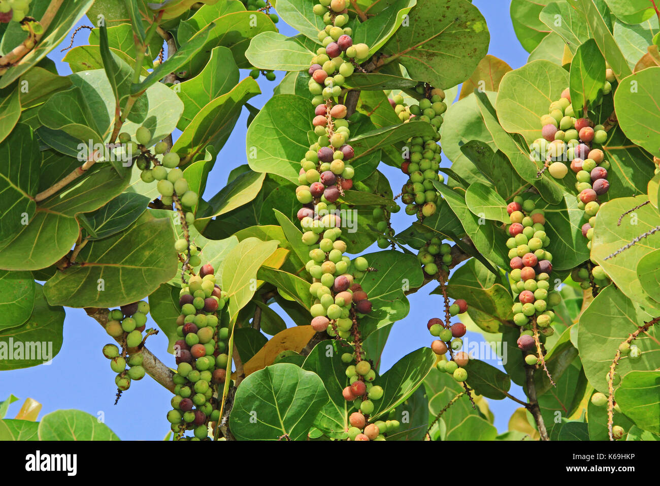 Reifung Sea Grape Cluster Stockfoto